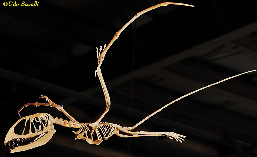 field museum pterosaurs