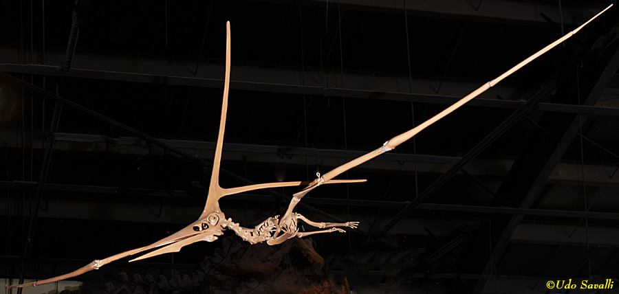 field museum pterosaurs