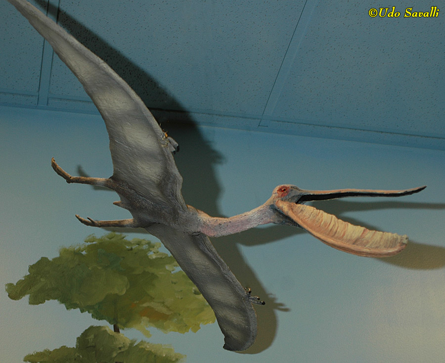dino dana pterodaustro