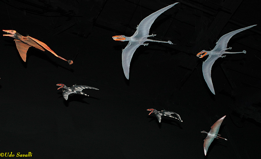 rhamphorhynchoid pterosaur