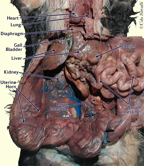 BIO202-Cat Organ Systems