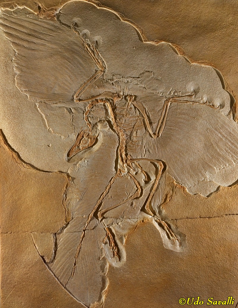 real archaeopteryx fossil