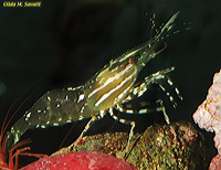 Spot Prawns